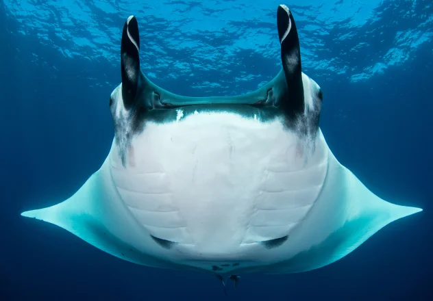 The Majesty of Manta Rays